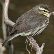 Louisiana Waterthrush